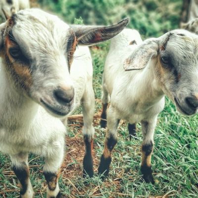 Protecting Goats from Coyote