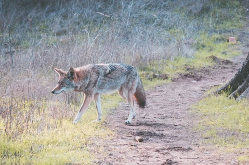 Coyote prowling for horses