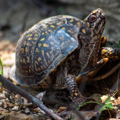 Turtle on the ground with leaves and branches