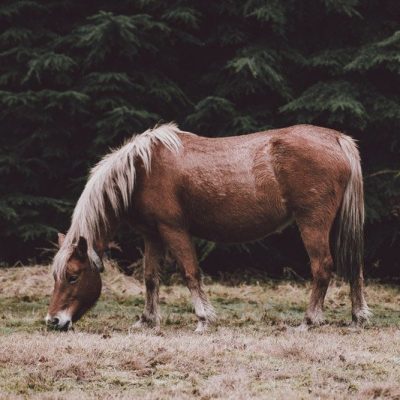 Horse grazing in a field