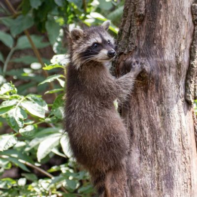 Raccoon in a tree