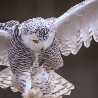 Owl flying