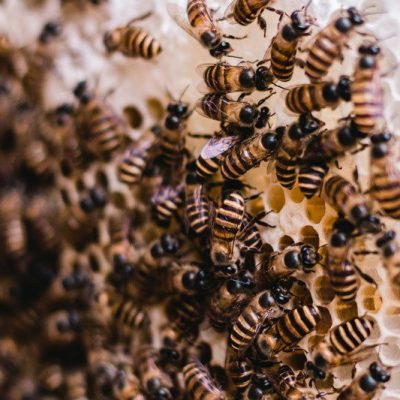 Bees on honeycomb in a beehive