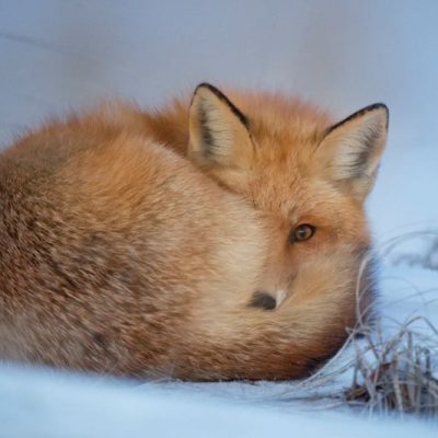 A fox curled up in the snow in the winter
