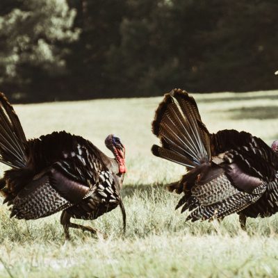 Wild Turkeys in a Field - Use Repellant to Deter Turkeys