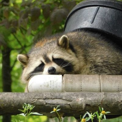 Raccoon hiding in a yard on a fence