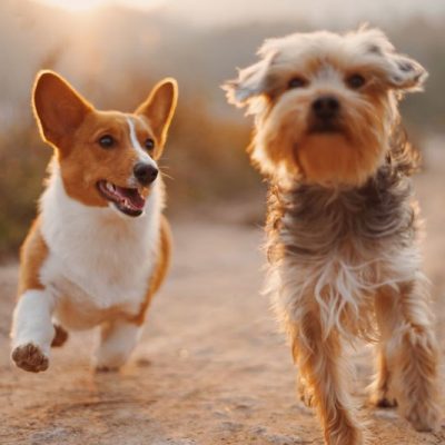 Dogs Running Happily