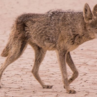 Coyotes: Track the Kill