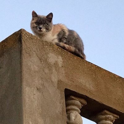 An outdoor cat vulnerable to coyotes