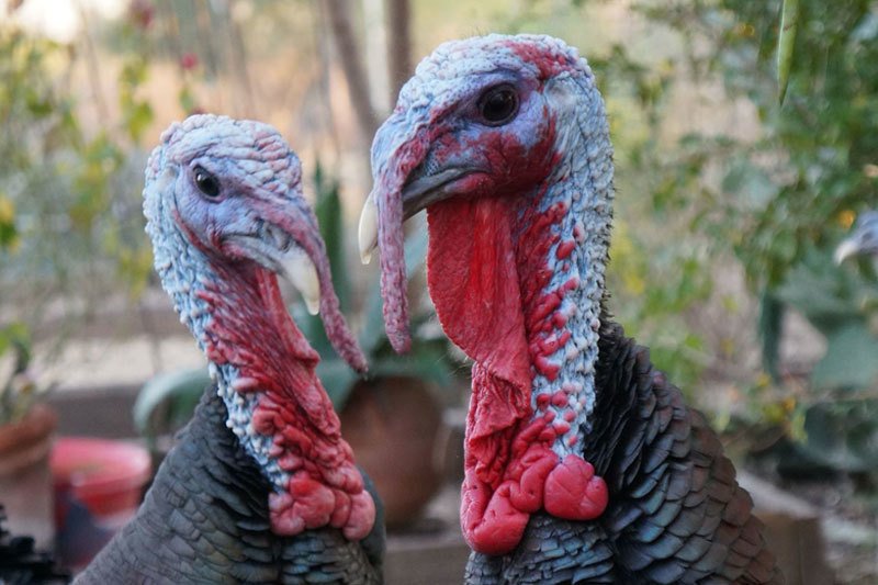 Two wild turkeys facing each other