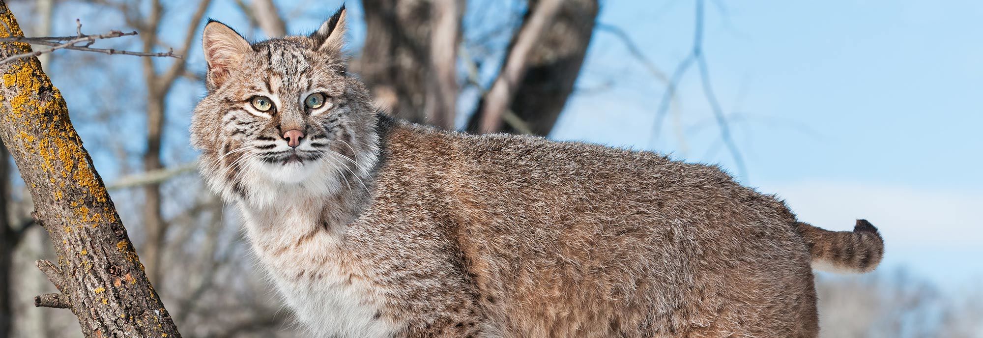 Bobcat against a backdrop of tree trunks