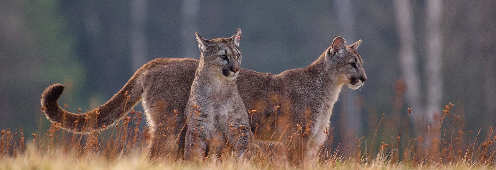Mountain Lions - Banner image for Nite Guard Mountain Lion Deterrent page