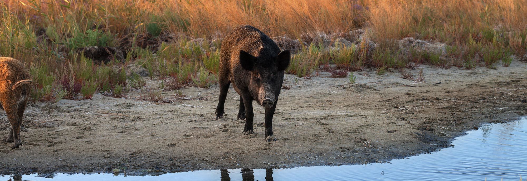 Wild Boar - Wild Hog - standing next to water