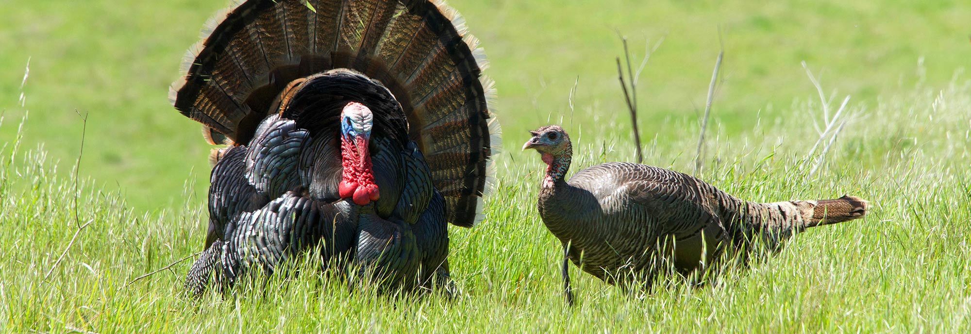 Two Wild Turkeys in a field - repel them with Nite Guard