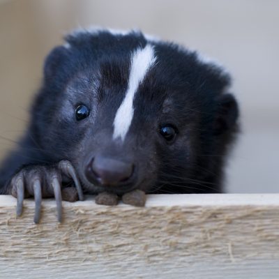 Keep Skunk Out of Your Yard