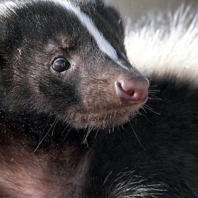Keep Skunks Away