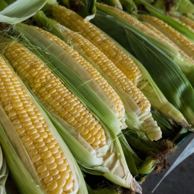 Sweet Corn Photo - 5 Best Tips on How to Keep Raccoons Out