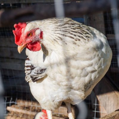 How to Protect Chickens From Coyote | Nite Guard