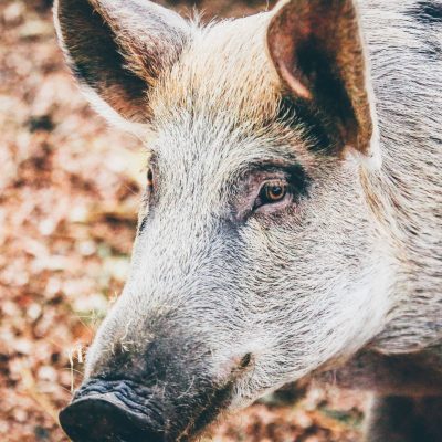 A Wild Hog in the yard