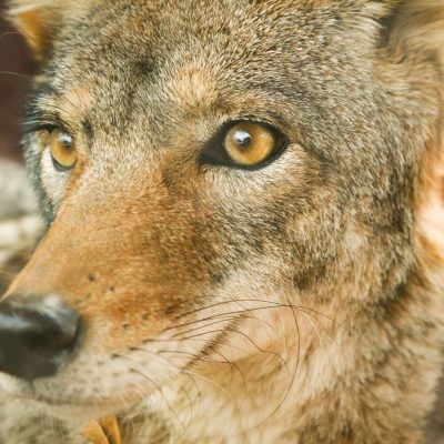 Coyote Deterrent