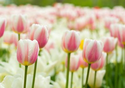 Tulips in Spring