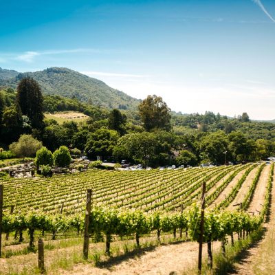Vineyard - protected by Nite Guard