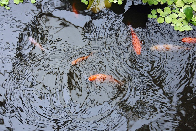 Fish Pond - Protect Fish from Raccoons