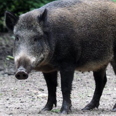 Wild Boar, Wild Pig