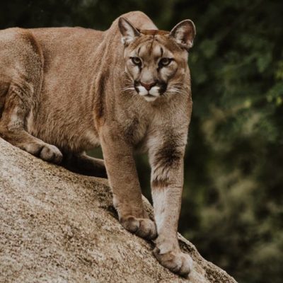 Mountain Lion, Cougar