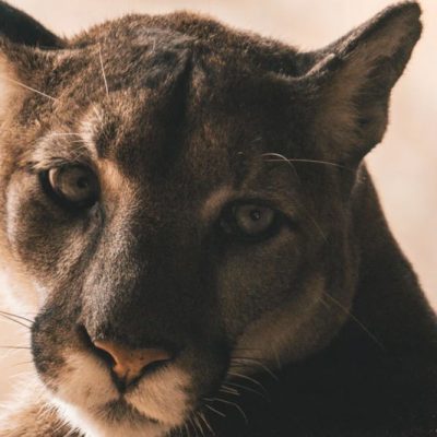 Mountain Lion