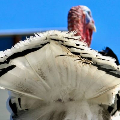 Turkey from the rear