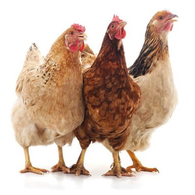 Protecting Your Flock: Top Winter Predators and How to Keep Them Away From Your Chickens thumbnail