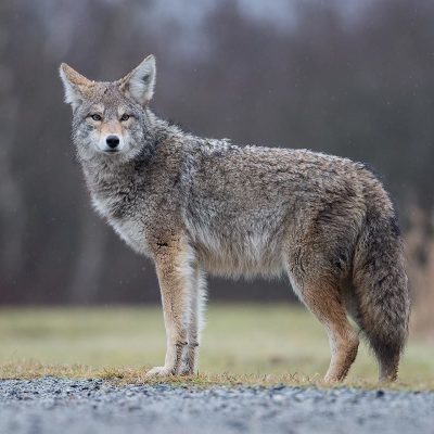 4 Effective Methods of Scaring Away Coyotes thumbnail