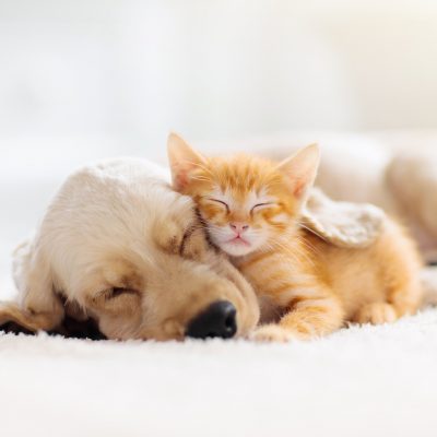 Four Ways Nite Guard Solar Protects Your Pets thumbnail