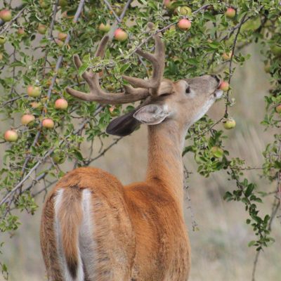 Deer eating apples