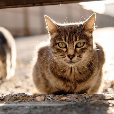 Ferel Cats