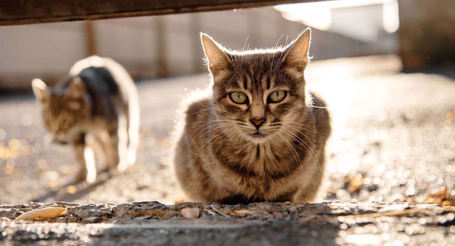 Ferel Cats