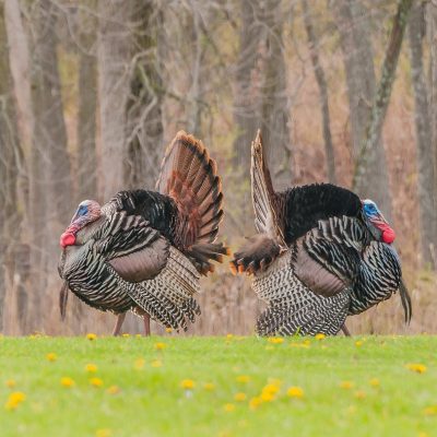 Turkeys