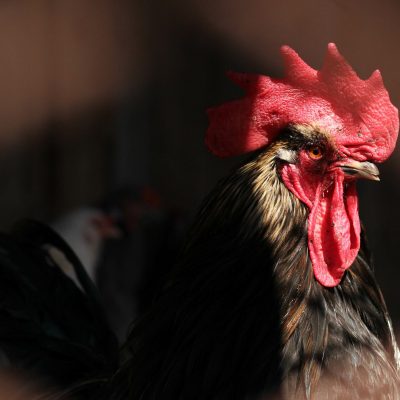 Protect Your Livestock and Mother Earth with Nite Guard thumbnail