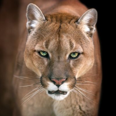 Big Bad Cats: How to Keep Mountain Lions and Bobcats Away thumbnail