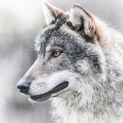 Four Tips to Keep Wolves Away thumbnail