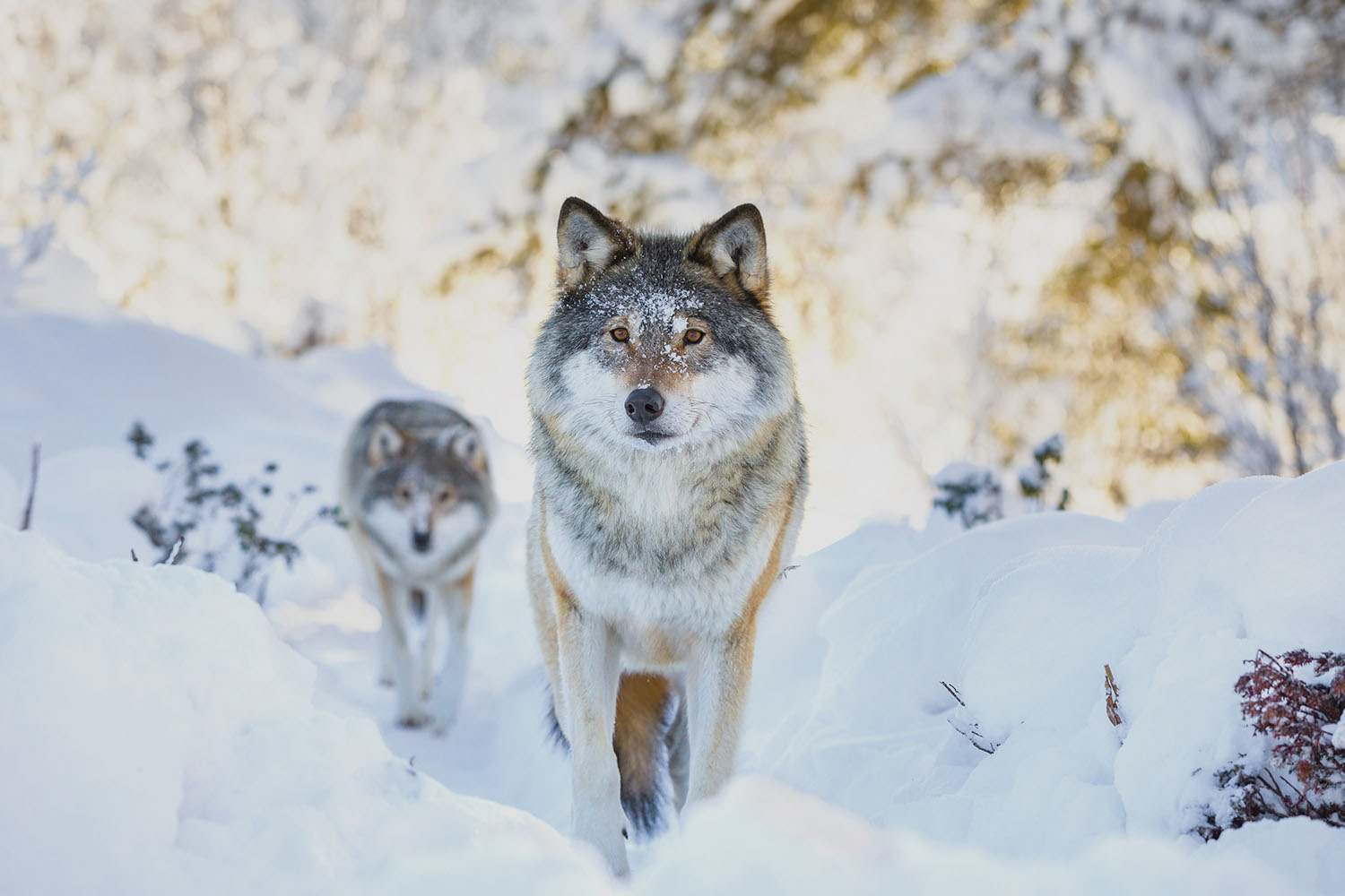Wolves