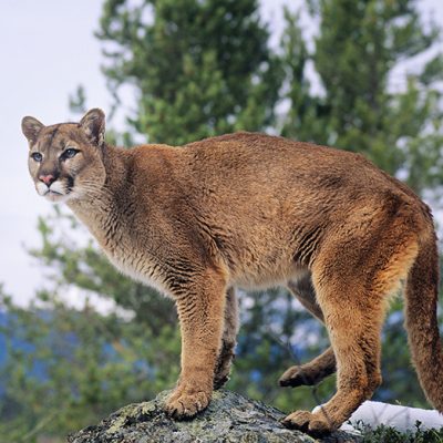 Mountain Lion