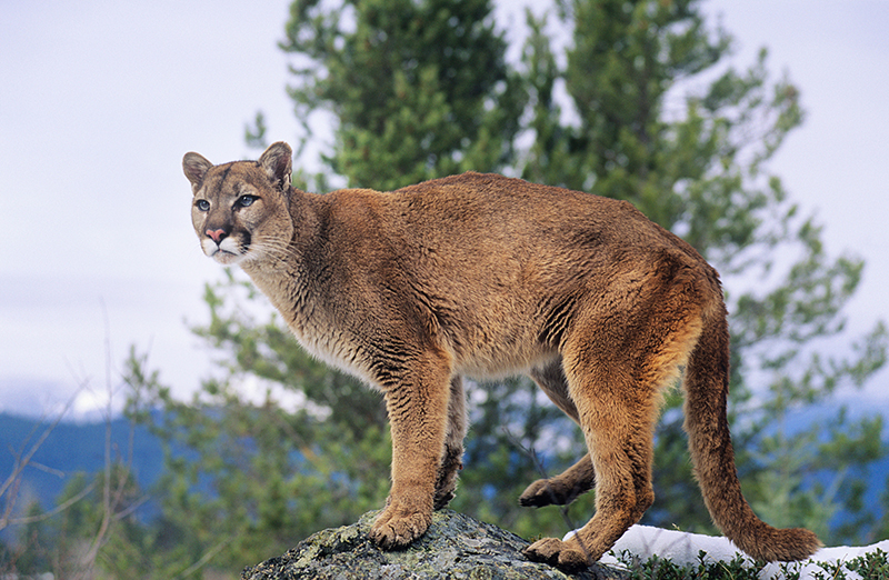 Mountain Lion