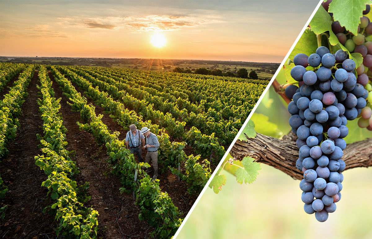 Vineyard