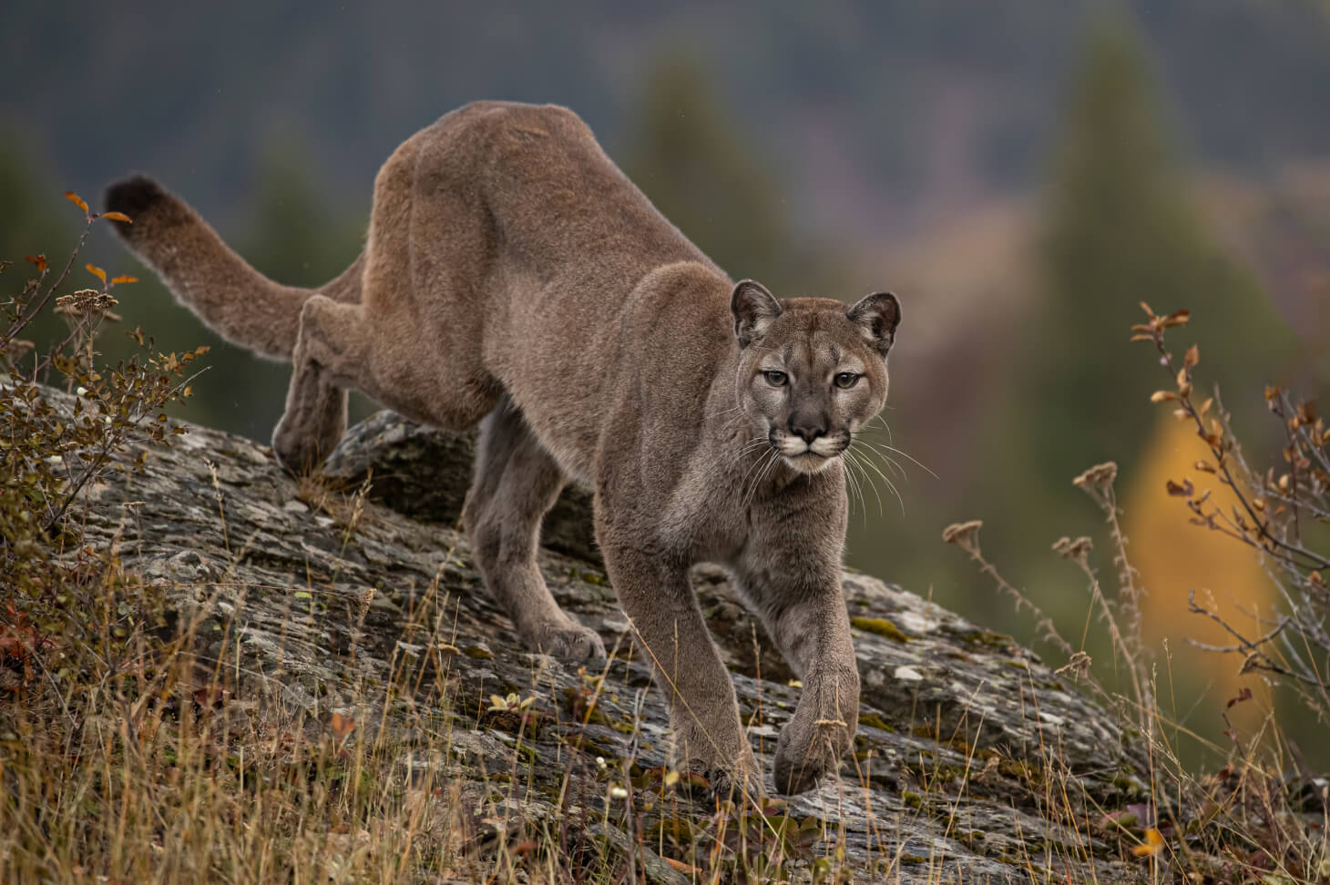 Mountain Lion