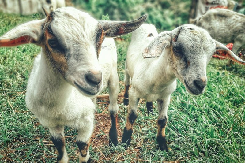 Protecting Goats from Coyote