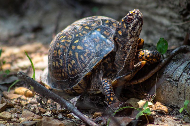 Turtle on the ground with leaves and branches
