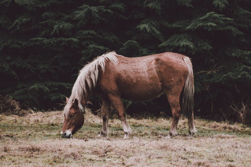 Horse grazing in a field