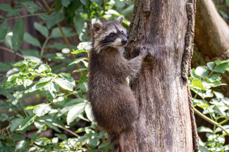 Raccoon in a tree